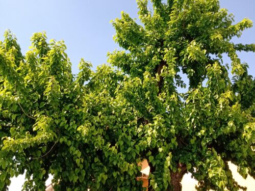 Il gelso, l’amor mancato e la ferita sanata